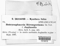 Botryosphaeria berengeriana image